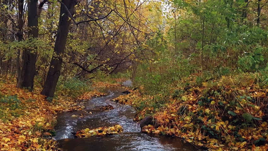 Scenic autumnal landscape with forest creek or small river flowing among shore covered by fallen golden autumn leaves and lush deciduous trees in city park at windy day. No people fall season nature.