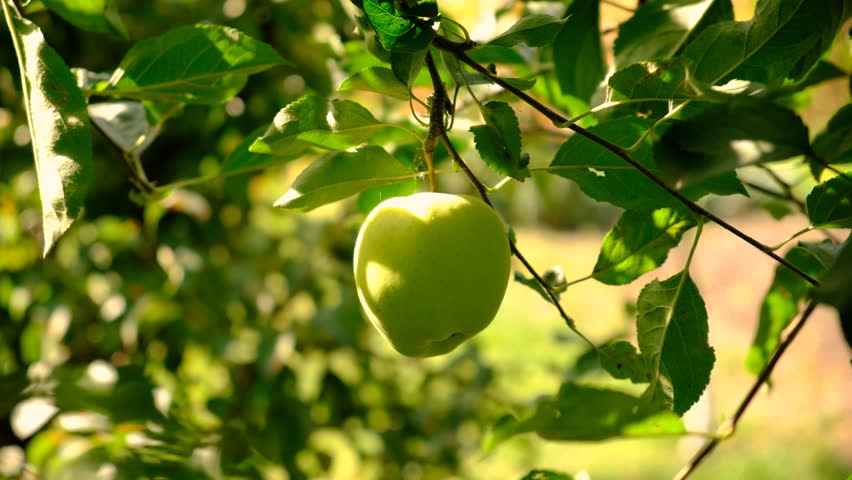 An apple on a tree in an orchard. Selective focus.
