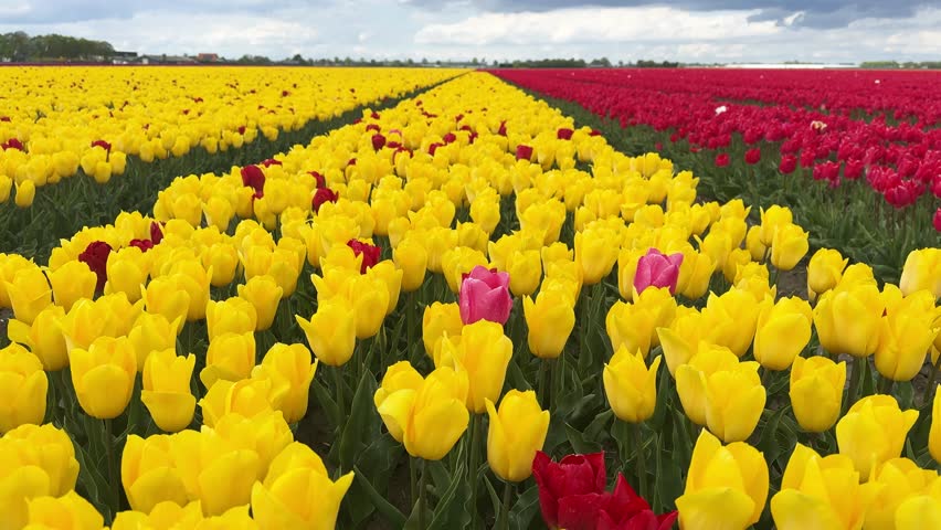 Famouse purple tulip field with rows in sunny day with blue sky