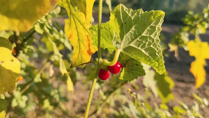 “Vibrant red wild berries on green leaves with dreamy bokeh”