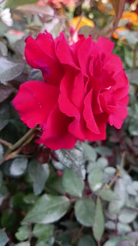 very beautiful rose flower tree for sell