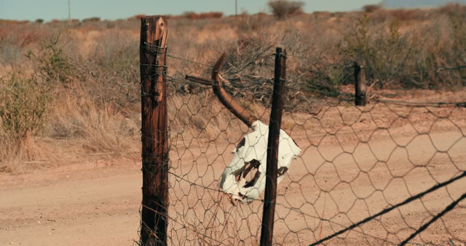 Close-up of a bull’s skull hanging on a chain-link fence beside a gravel road, with subtle camera movement and the vast Namibian desert stretching into the background under warm dry light.