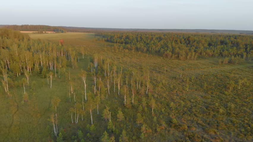 Drone shot flying over a vast natural landscape featuring a dense forest with birch and pine trees and an open marshy field in the early morning light. The golden and green autumnal colors create a se