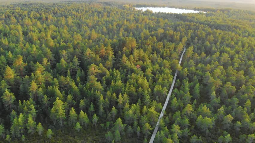 An aerial drone perspective captures a straight, narrow wooden boardwalk trail cutting through a vast, dense pine forest landscape, leading towards a small body of water in the distance.