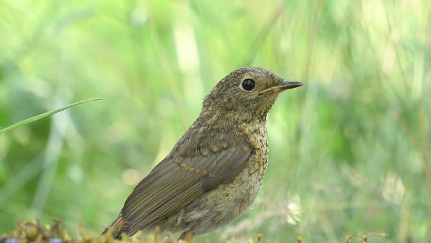 European Robin Erithacus rubecula juvenile robin stands in natural habitat, showing its speckled plumage typical for immature birds. Slow motion. Close up.