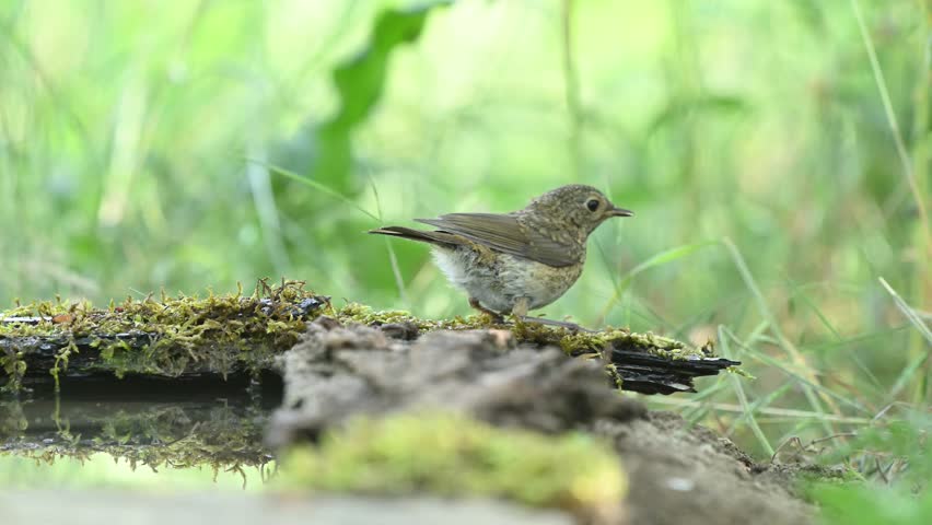 European Robin Erithacus rubecula juvenile robin stands in natural habitat, showing its speckled plumage typical for immature birds. Slow motion.