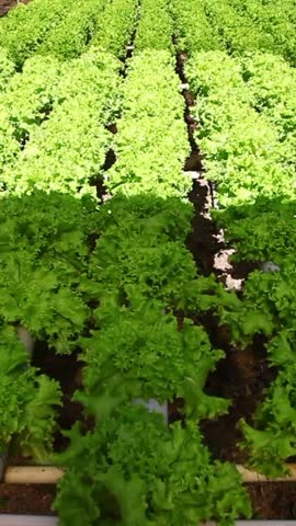 Hydroponic farm, lettuce and arugula.