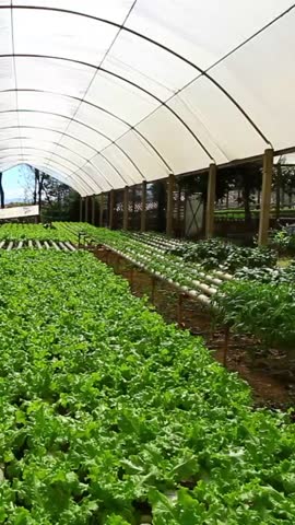 Hydroponic farm, lettuce and arugula.