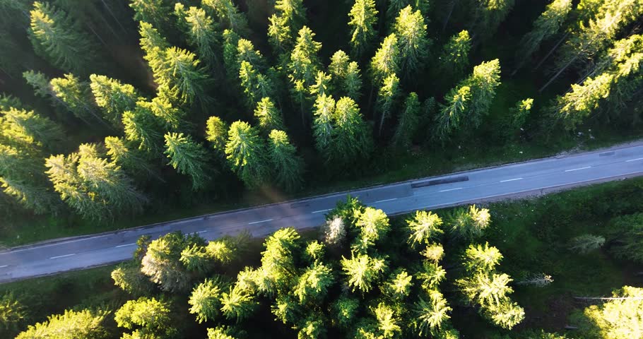 Top-down aerial view flying over a sunlit pine forest and a winding mountain road
