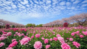 Pink flowers in the garden  - Powered by Shutterstock - Get 15% off with code: PIKWIZARD15