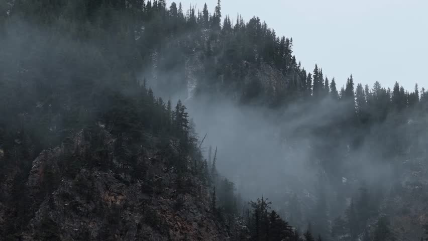 Misty Mountain Forest with Evergreen Pine Trees in British Columbia, Canada