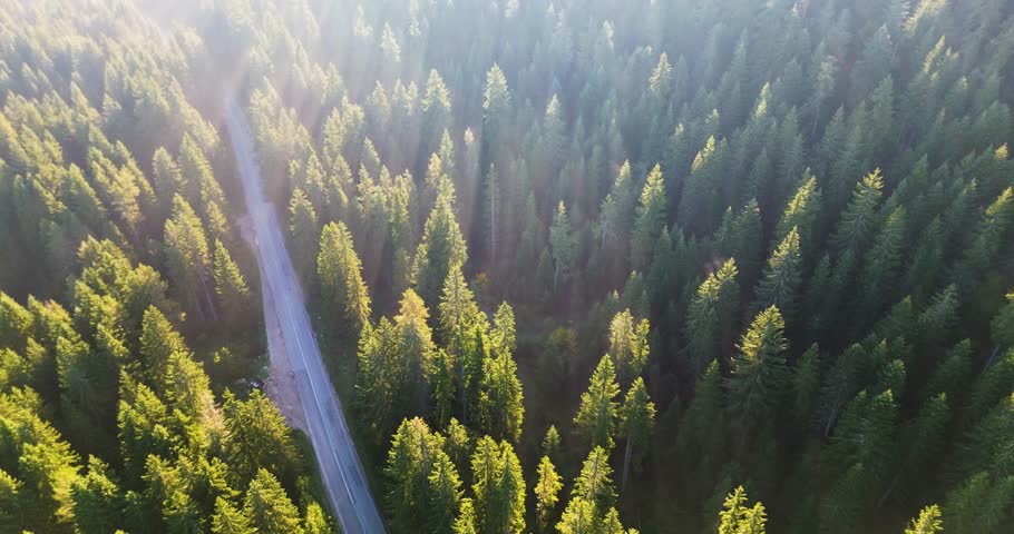 Sunbeams shining through the morning mist over a dense green pine forest with a winding road
