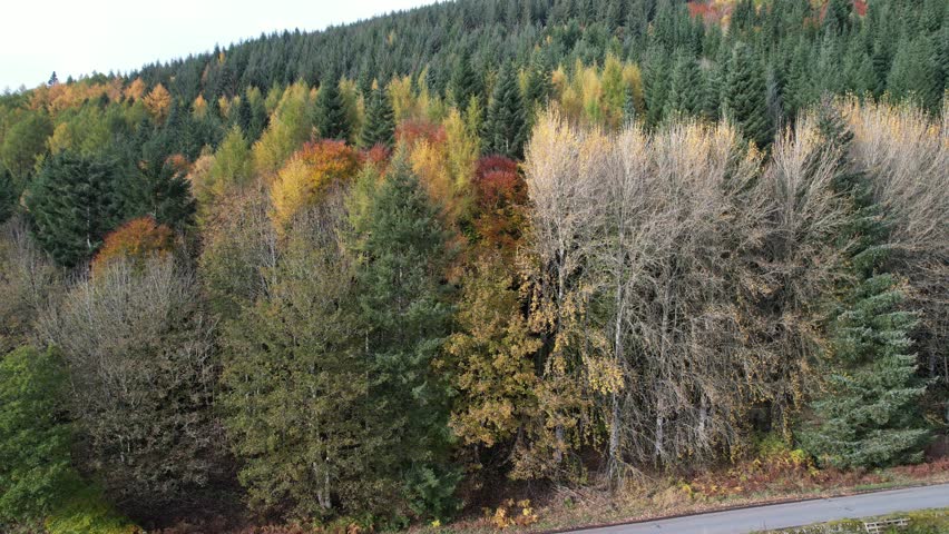 A drone shot rising up over stunning tree covered hillside. There is a mixture of colours of trees, with evergreen and also autumnal red and yellow colours.