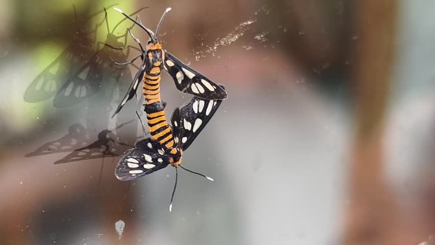 Hubner's wasp moths or Amata huebneri during mating. They connect abdomen-to-abdomen to reproduce