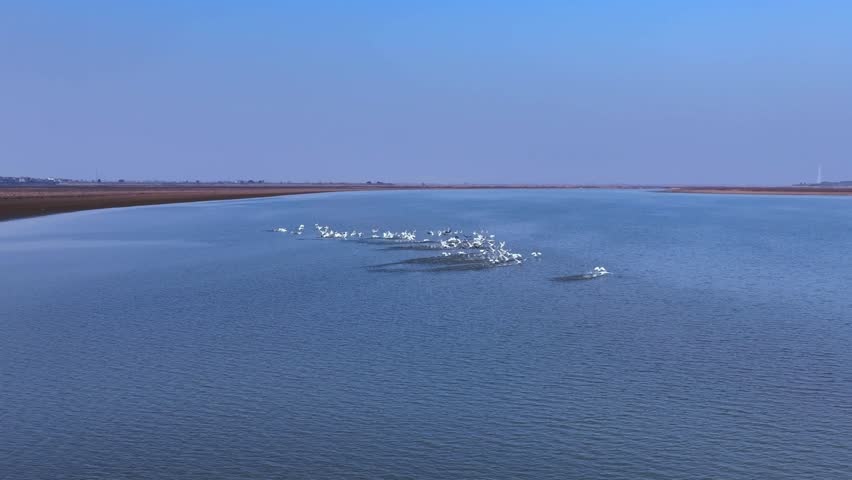 A flock of migratory birds flies in the sky at sunset, in slow motion.