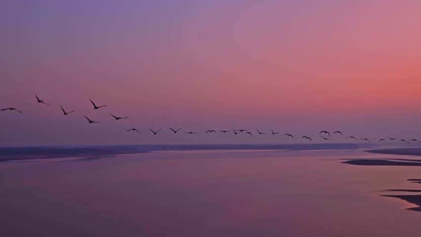 A flock of migratory birds flies in the sky at sunset, in slow motion.