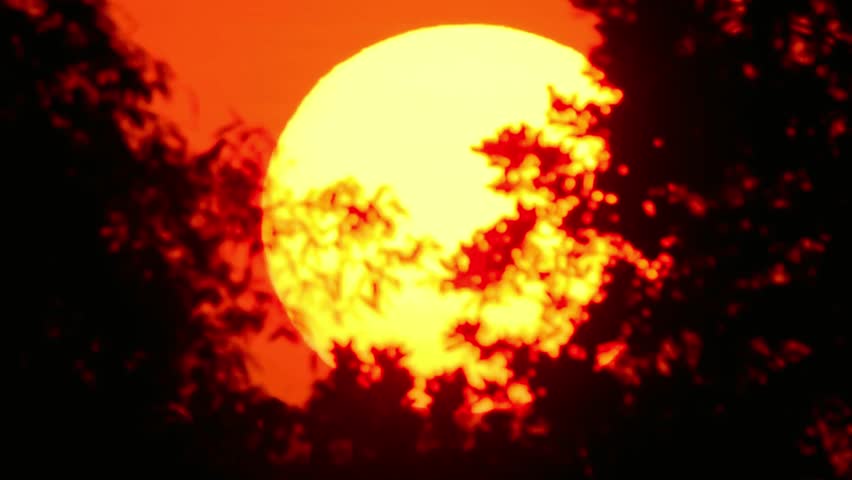 Fiery sunset peeking through silhouetted trees creating a dramatic landscape view