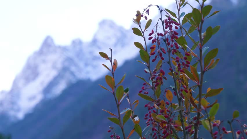 A close up shot of a vibrant barberry bush with red berries and green leaves, set against the majestic, snow capped peaks of the North Caucasus mountains in Russia