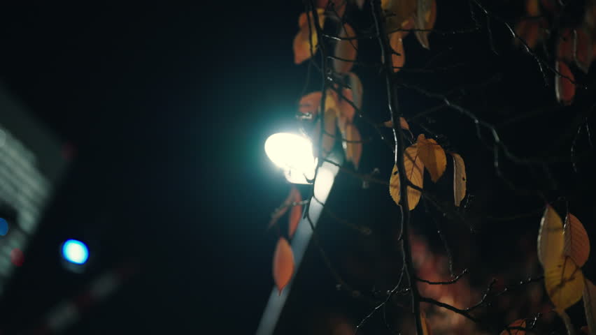 Yokohama Bay Area Night Cityscape: Autumn Tree with Streetlight