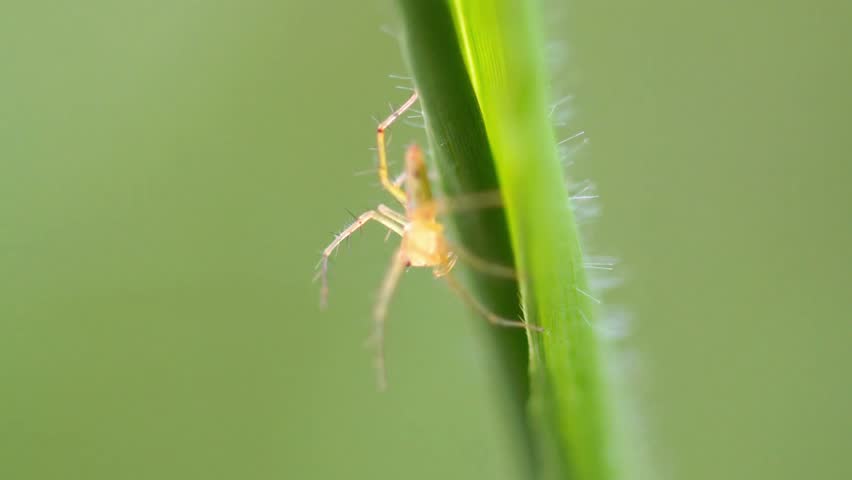 Delicate spider clinging to a vibrant green blade of grass in a natural setting