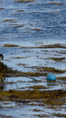 Blue buoy slowly moves with tide along seaweed-strewn shore, overcast daylight, static camera
