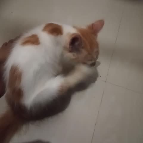 Adorable short-haired white and ginger kitten grooming itself while curled up on the floor. It licks its paw and wipes its face, showcasing cute, domestic pet behavior and daily routine.