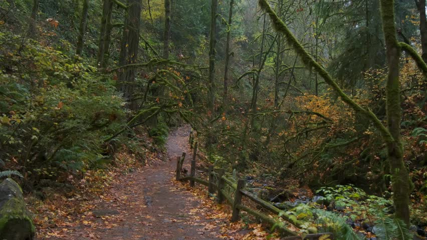 Autumn forest in Oregon with lush fallen leaves, capturing vibrant colors and the serene beauty of nature.