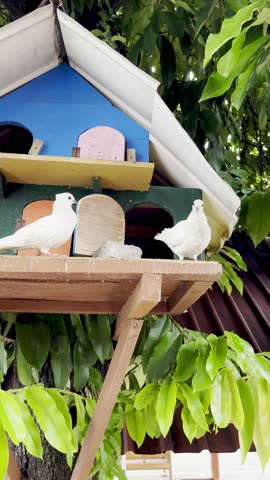 Two white pigeons perched on a brightly colored, whimsical wooden birdhouse, nestled among vibrant green leaves, symbolizing love and peace.