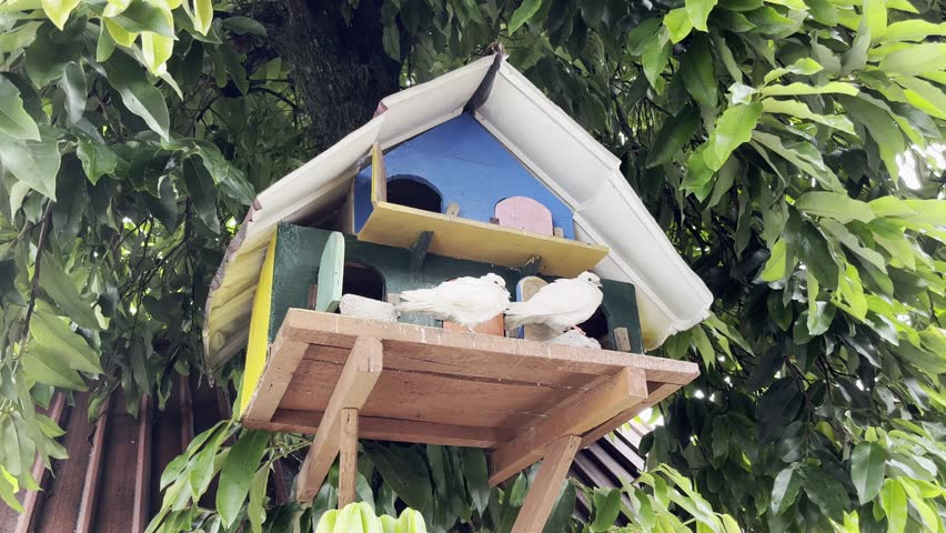 Two white pigeons perched on a brightly colored, whimsical wooden birdhouse, nestled among vibrant green leaves, symbolizing love and peace.