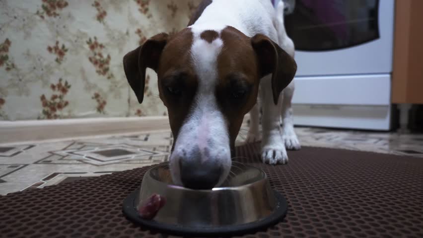 A happy dog enjoys a meal in a warm kitchen setting. The furry companion looks directly at the viewer while eating.