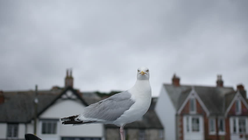 A seagull standing on a post in Padstow Cornwall UK with its gaze fixed ahead and traditional stone houses softly blurred in the overcast background