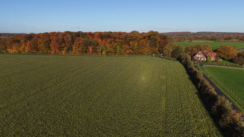 Aerial flyover corn and cropland of America, with colored leaves of trees at golden hour. Sunny day in America. Farmstead house and road in rural district of town. Serene landscape atmosphere.
