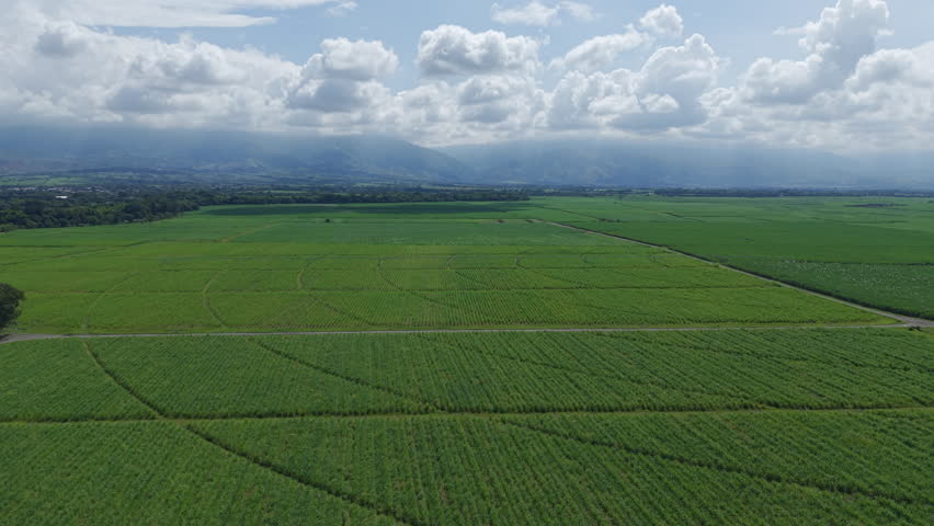 Explore vast, green sugar cane fields from above in Valle del Cauca. This aerial footage captures expansive agricultural landscapes under a moody, cloud-filled sky.