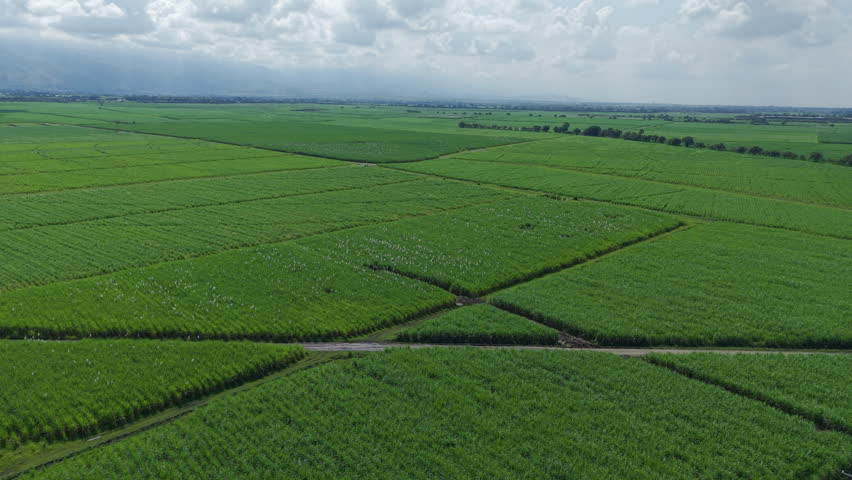 Drone footage captures the vast, lush sugar cane fields in Valle del Cauca. The landscape stretches endlessly under a cloudy sky, showcasing the agricultural richness of Colombia.