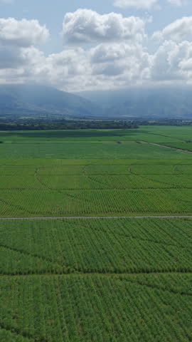 Aerial drone footage captures expansive sugar cane fields in Valle del Cauca under a vast sky. The vertical video highlights the lush green landscape ideal for mobile, social media storytelling.