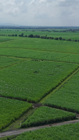Experience stunning aerial footage of expansive sugar cane fields in Valle del Cauca, Colombia. This vertical video captures lush green landscapes under a serene sky, ideal for social media.