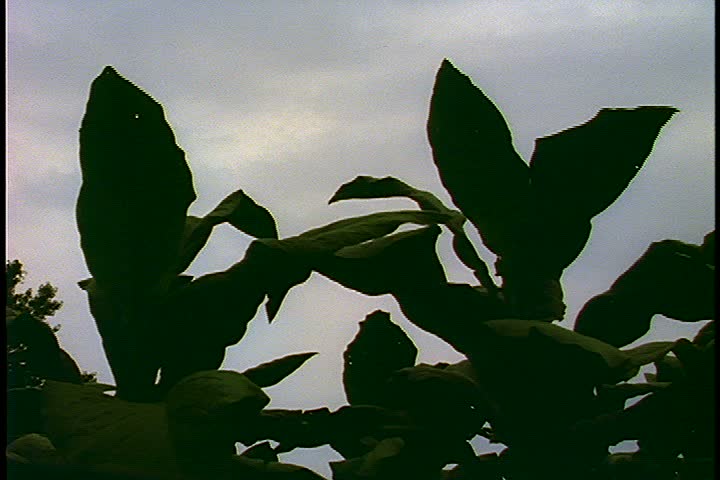 Shot taken in Virginia tobacco field; MS leafy tobacco plants in silhouette against overcast sky.