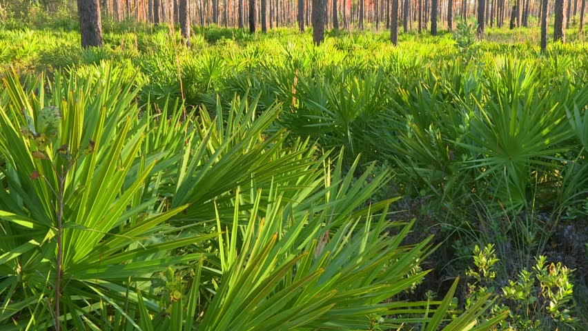 Palmetto undergrowth in pine flatwoods of Okefenokee National Wildlife Refuge, Georgia, USA
