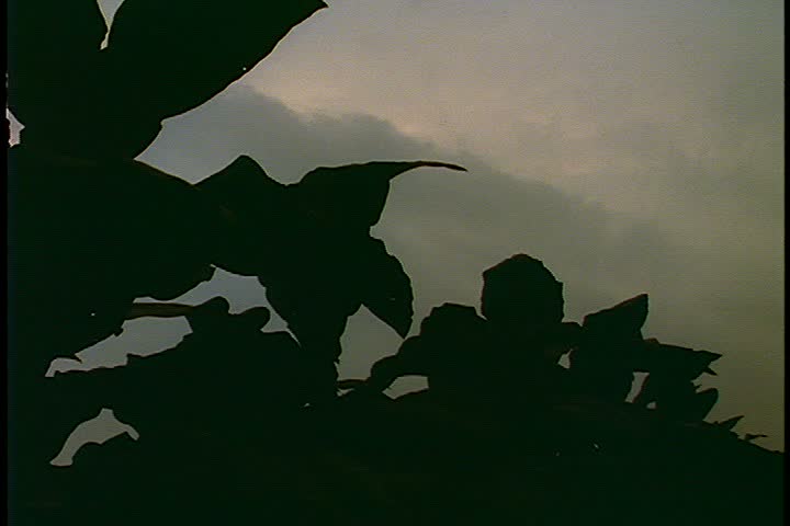 Shot taken in Virginia tobacco field; MS leafy tobacco plants in dark silhouette against overcast sky.