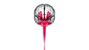 3d render of human brain anatomy science concept medical research computer - Powered by Shutterstock - Get 15% off with code: PIKWIZARD15