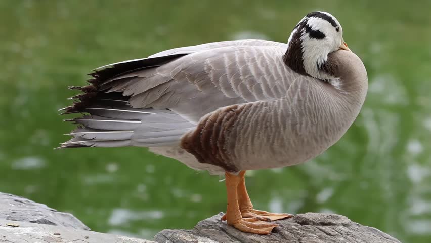 Close up Bar-Headed Goose grooming his feathers