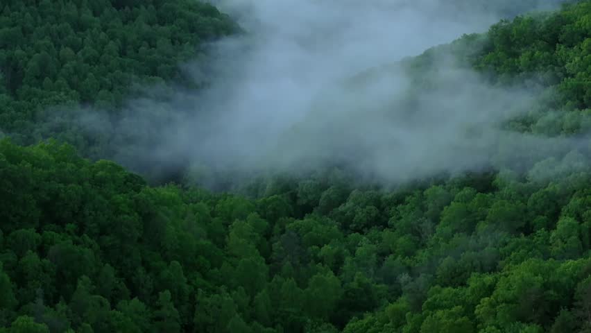 Fog over lush forest in Red River Gorge, Kentucky, serene atmosphere