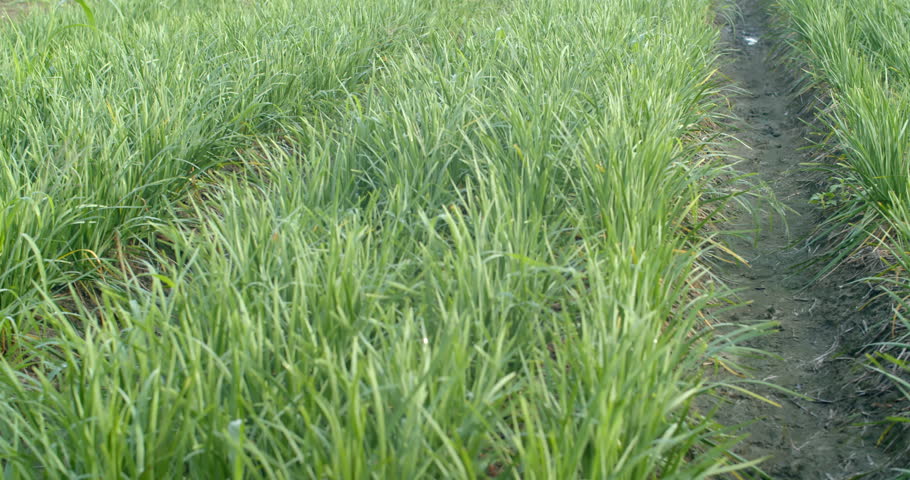 Fresh chives growing in tidy rows, lush green leaves ready for harvest at a small vegetable plot.