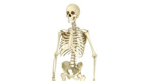 A medically accurate 3D animation of the cervical spine, detailing the seven vertebrae, discs, and spinal cord within the human skeleton for educational purposes. - Powered by Shutterstock - Get 15% off with code: PIKWIZARD15