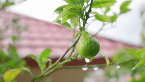 Detailed shot of a fresh green lime (Citrus aurantiifolia) hanging from a branch, with water drops dripping after the rain or irrigation. - Powered by Shutterstock - Get 15% off with code: PIKWIZARD15