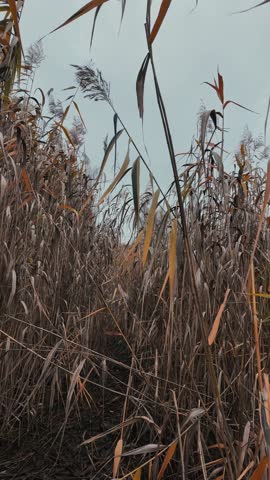 Tall dry reeds on the shore. The reeds sway in the wind. 4K 60fps video in a cinematic style. A man walks through the reeds.