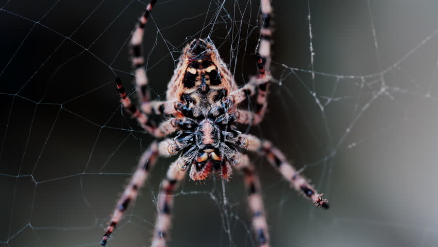 Close up of a spider sitting in its web, showing intricate details of its body and fine silk threads