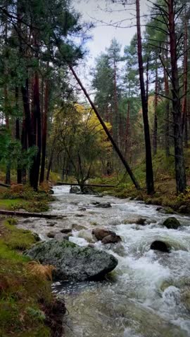 A forest with a river in autumn