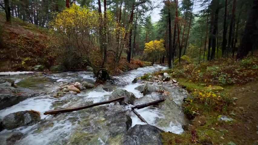 A forest with a river in autumn