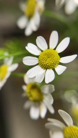 Tranquil Chamomile Macro: White Petals and Yellow Center with Soft, Serene Lighting